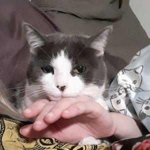 Meet your Posher, Constance